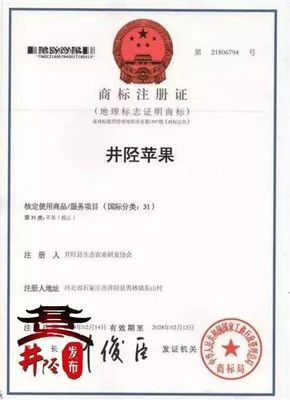 水果愛好者的福音 國家地理標志產(chǎn)品“井陘蘋果”上市，代理代辦全面啟動